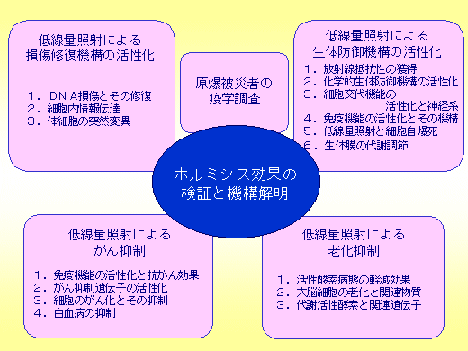 放射線ホルミシス効果検証プロジェクト 放射線安全研究センター